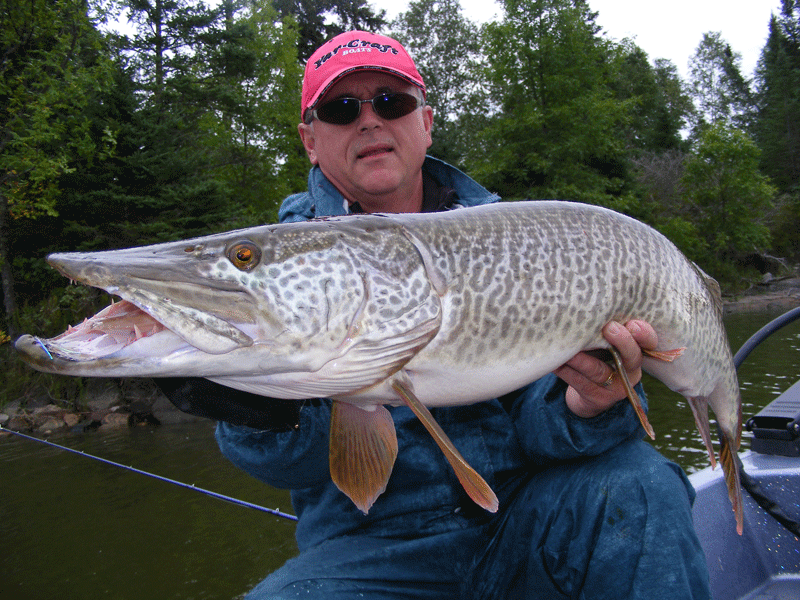 joe-bucher-musky-tiger-2010