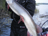 joe-bucher-musky-2012-1b