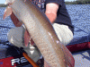 joe-bucher-musky-2012-8a