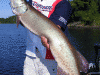 joe-bucher-musky-2011-dscf2